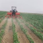 اغاز برداشت طلای سفید (پنبه) در قیروکارزین