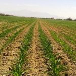 کشت ذرت درشهرستان استهبان به پایان رسید