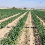 کشت ذرت در ۷۰۰۰ هکتار از اراضی کشاورزی فیروزآباد