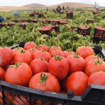 تولید 80 هزار تن گوجه‌فرنگی در بیضا