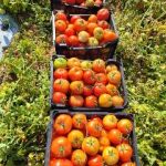 گوجه اقلید روانه بازارهای خلیج فارس شد