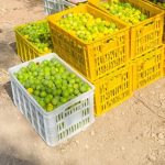 برداشت لیمو ترش (لیمو آب) از باغات شهرستان خفر