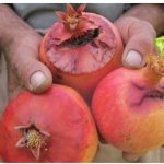 آغاز مبارزه با آفت مگس مدیترانه ای در ارسنجان