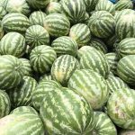 تولید 9600 تن هندوانه در بیضا