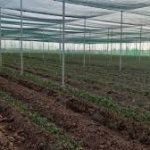 احداث گلخانه های تابع اقلیم  در شهرستان کوار