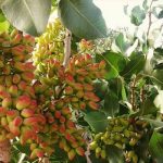 شروع برداشت  محصول از قطب پسته استان فارس