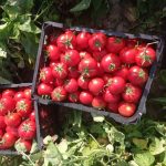 پایان کشت گوجه فرنگی پاییزه در زرین دشت