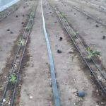 آغاز کشت موز در گلخانه ‌های زرین دشت