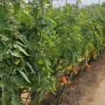 نیروگاه خورشیدی، حلقه گمشده توسعه گلخانه‌ای در زرین ‌دشت