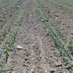 برای نخستین بار؛ طرح نوین کشت ذرت در کازرون اجرا شد