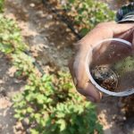 رهاسازی زنبور براکون در مزارع پنبه شهرستان زرین دشت