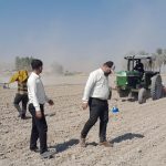 شروع کشت چغندر پائیزه در شهرستان رستم