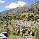 سرشماری زنبورستان ها از پنجم مهرماه کلید می خورد