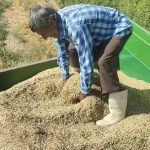 رقص شالی خشکه کاری در برابر خشم خشکه سالی