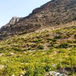 آغاز برداشت انگور دیم از تاکستان های شهرستان استهبان