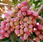 تولید 10 هزار تن پسته ی تر در شهرستان سروستان