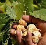 برداشت انجیر از باغ های دیم شهرستان سروستان از اواسط مردادماه آغاز و تا اواسط مهر ماه ادامه دارد