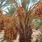 برداشت خرما و رطب در شهرستان جویم