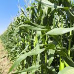 پیش بینی تولید 245 هزار تن ذرت علوفه ای در بیضا