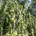 برداشت محصول از ۴۶۰ هکتار باغ های زیتون شهرستان استهبان آغاز شد