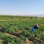 پایان برداشت خیار سبز از مزارع صیفی سرچهان
