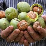 گردوی اقلید میزبان سفره ایرانیان