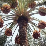 برداشت محصول خرما از باغات شهرستان خفر