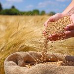 کشاورزان گندم کار از امکان فرصت و ایجاد ظرفیت استفاده نمایند