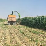 پیش بینی برداشت ۱۴۰ هزار تن ذرت علوفه ای  در کازرون