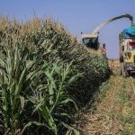 ادامه عملیات برداشت ذرت علوفه‌ای تابستانه در شهرستان مرودشت