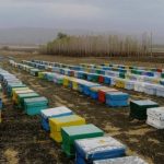 عملیات سرشماری زنبورداری‌ها در شهرستان مرودشت