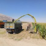 مزارع  ذرت علوفه‌ای شهرستان سرچهان چاپر می شوند