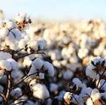 طلای سفید گراش درو شد؛ پیش‌بینی برداشت ۱۶۰ تن پنبه از مزارع شهرستان