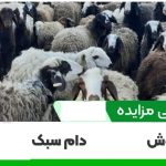 دام های مکشوفه به ظن قاچاق شماره  67جهت کشتار دامهای نر و توزیع در بازار مصرف