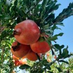 یاقوت سرخ کازرون به بازار آمد