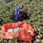 آغاز برداشت طلای سفید در شهرستان زرین دشت