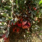 آغاز فرآوری انار همزمان با برداشت این میوه بهشتی در شهرستان استهبان