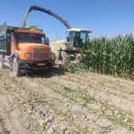 برداشت ذرت از مزارع شهرستان رستم