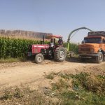 تولید 20هزار تن خوراک دام در دل خشکسالی؛ برداشت ذرت علوفه‌ای شهرستان استهبان آغاز شد