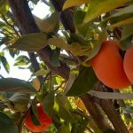 خرمالوی خوش‌خوراک شهرستان استهبان به پیشواز پاییز آمد؛ پیش‌بینی برداشت ۱۷۰۰ تن محصول درجه یک