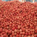 برداشت یاقوت های سرخ از باغ های انار شهرستان استهبان