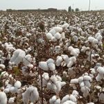 آغاز برداشت پنبه از مزارع شهرستان استهبان