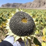 برداشت تخمه آفتابگردان در بیضا دو برابر شد