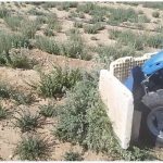 برداشت مکانیزه آویشن باغی برای اولین بار در جهرم