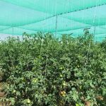 اولین گلخانه تابع اقلیم در بیضا به بهره برداری رسید