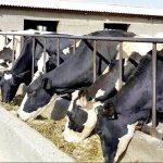 تخصیص ۱۵۰ میلیارد ریال تسهیلات خرید علوفه برای حمایت از دامداران فیروزآباد