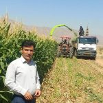 برداشت ذرت علوفه‌ای در شهرستان نی‌ریز