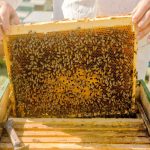 زنبورستان های شهرستان استهبان سرشماری می شوند