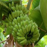 توسعه کشت میوه های استوایی در بیضا