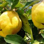 افزایش 70 درصدی تولید میوه “بِه” در بیضا